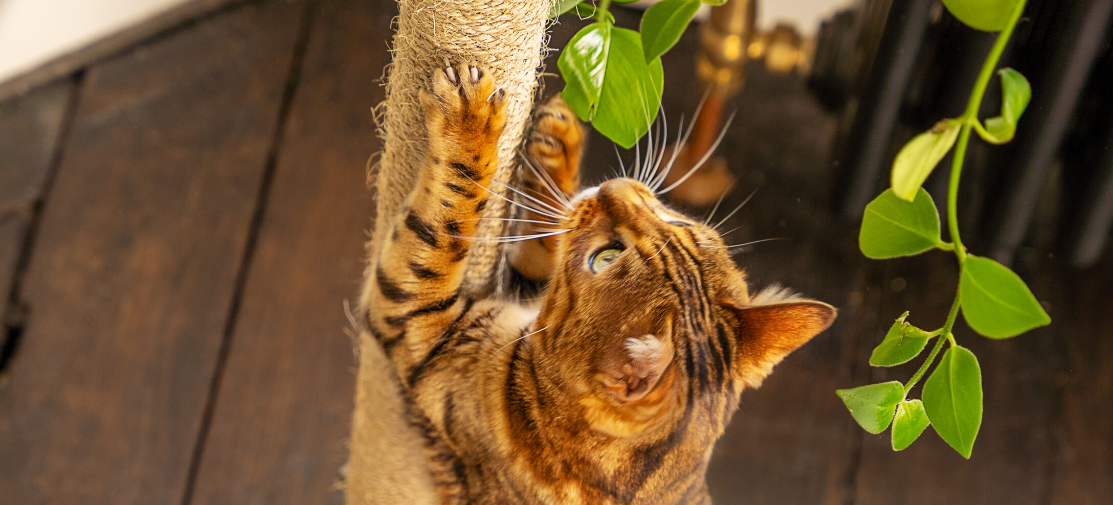 kat krabt aan sisalkrabpaal op kattenpaal