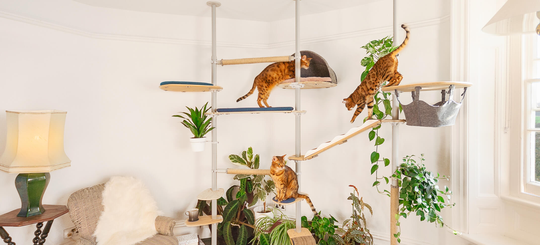 katten spelen op een indoor klimboom met allerlei accessoires
