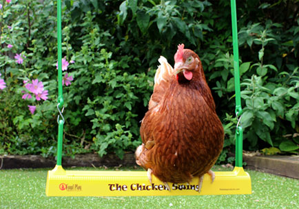 A Gingernut Ranger perching on The Chicken Swing