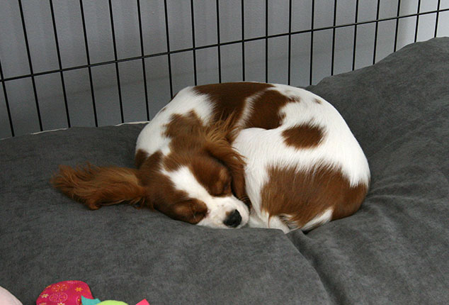 Give your dog a den to relax in.