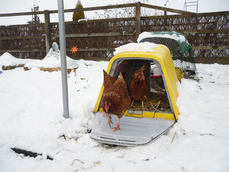 A Yellow Eglu Go keeping chickens snug in the snow