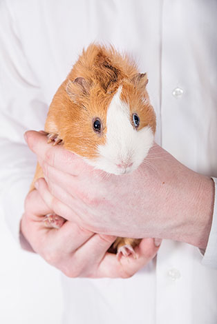 Guinea pig being judged