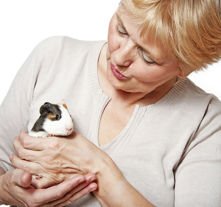 Guinea pig getting checked