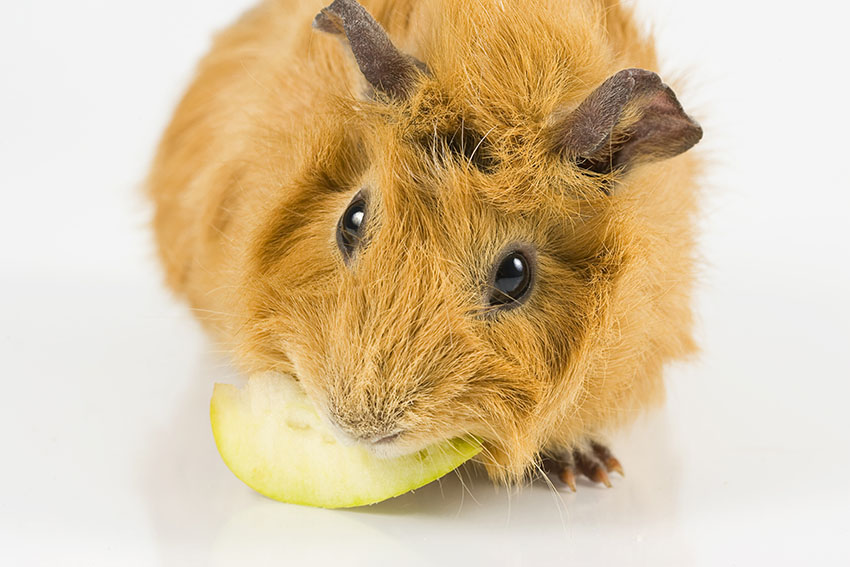 guinea pig with apple