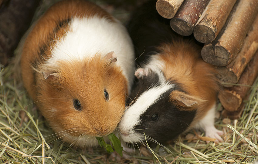 guinea pigs eating together