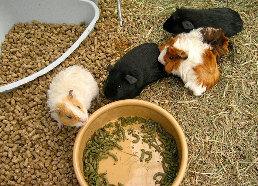 Guinea pigs in a shop