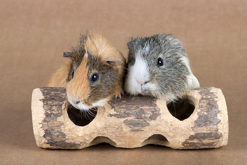 Guinea pigs on log toy