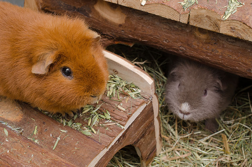 Guinea pigs testing out new bedding