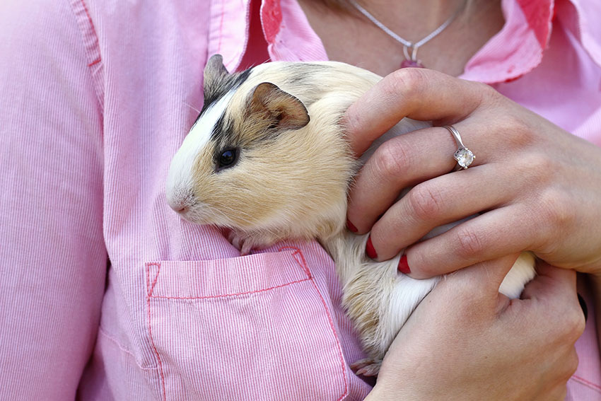 Holding a guinea pig