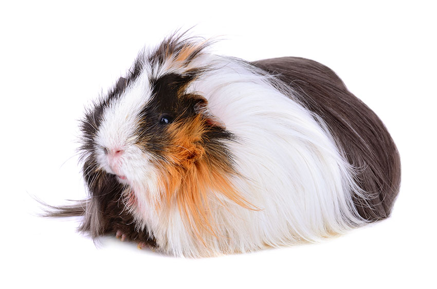 Long-haired guinea pig