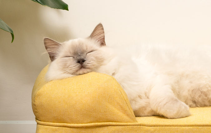 Kat slaapt rustig in het bolsterbed met steungevend bolsterkussen