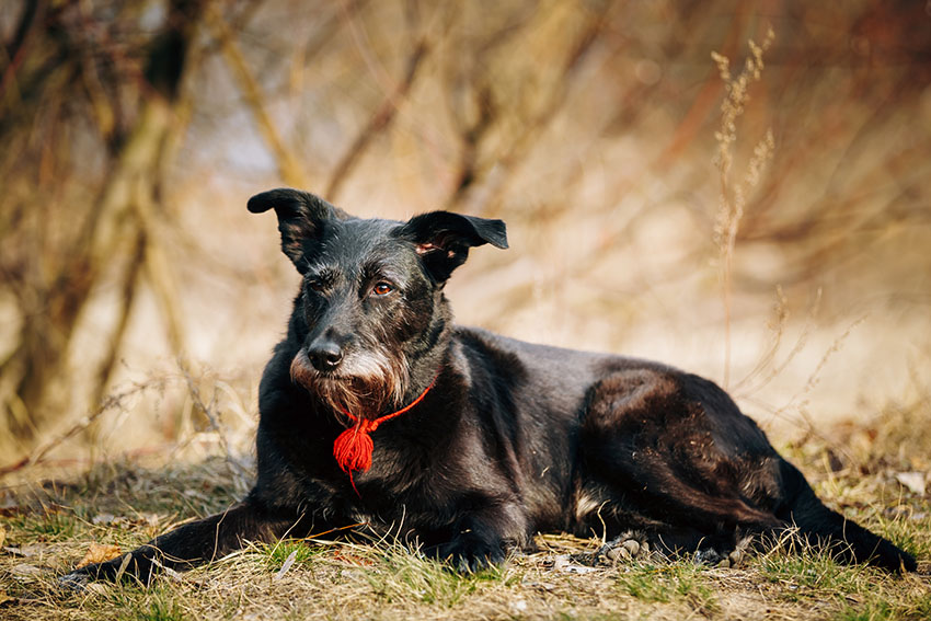 Mixed-breed-old-dog-resting-outdoors