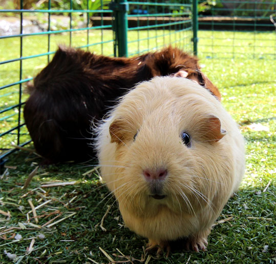 guinea pig questions