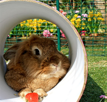 A rabbit lying in a tube in the Outdoor Rabbit Run