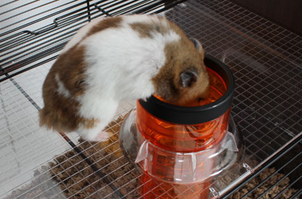 Hamster entering the Lift 'n' Twist Tube™ that connects the Qute's tiers.
