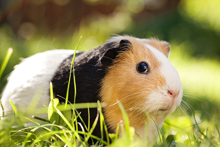 Red black and white guinea pig on grass