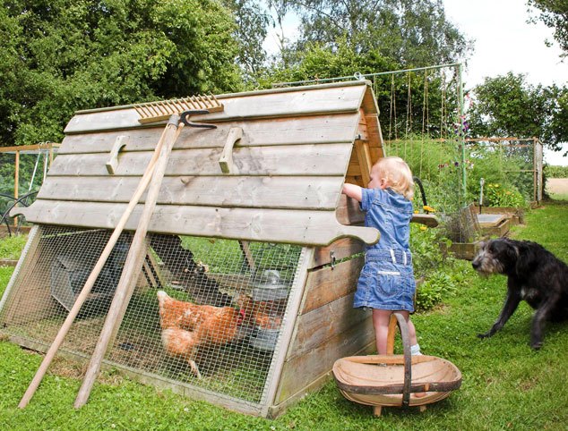 Young child collecting eggs from Boughton chicken coop.