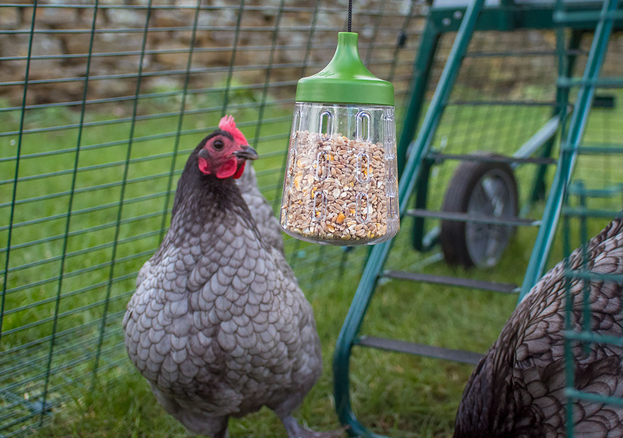 The Peck Toy makes your chicken treats last longer