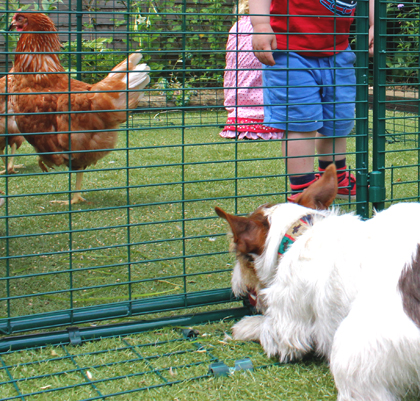 Secuirty skirting on the Omlet walk in chicken run.