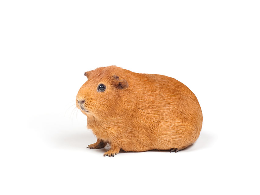 Self guinea pig