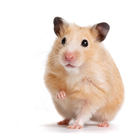 Geven tieners aantal Hamstersoorten | Een hamster als huisdier nemen | Hamsters | Gids