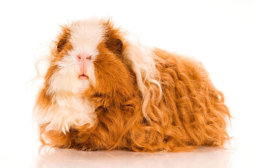 Texel Guinea Pig