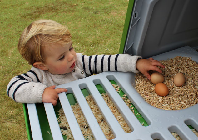 The first three eggs in your Eglu chicken coop is the most rewarding day of all