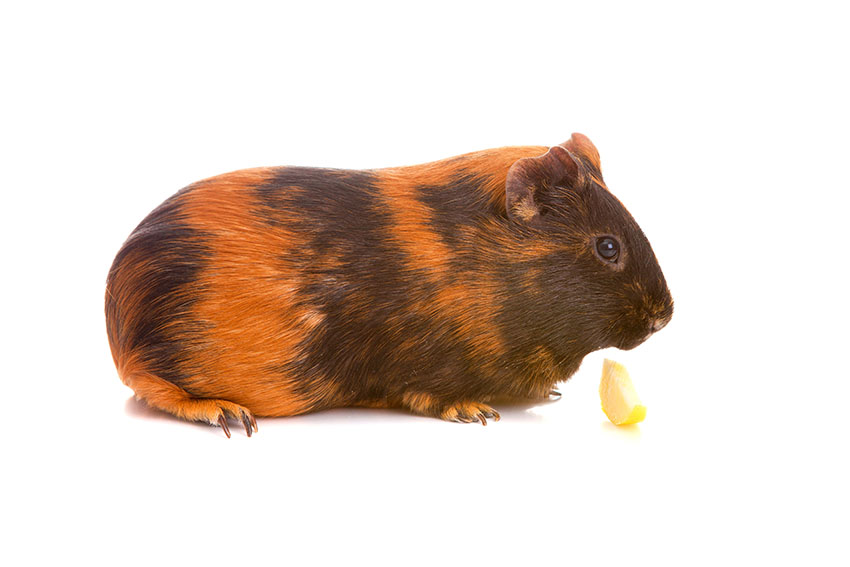 Tortoiseshell guinea pig