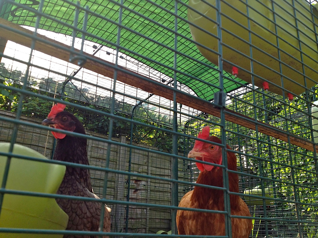 David Gale's hens enjoying their Walk In Run in the Autumn months