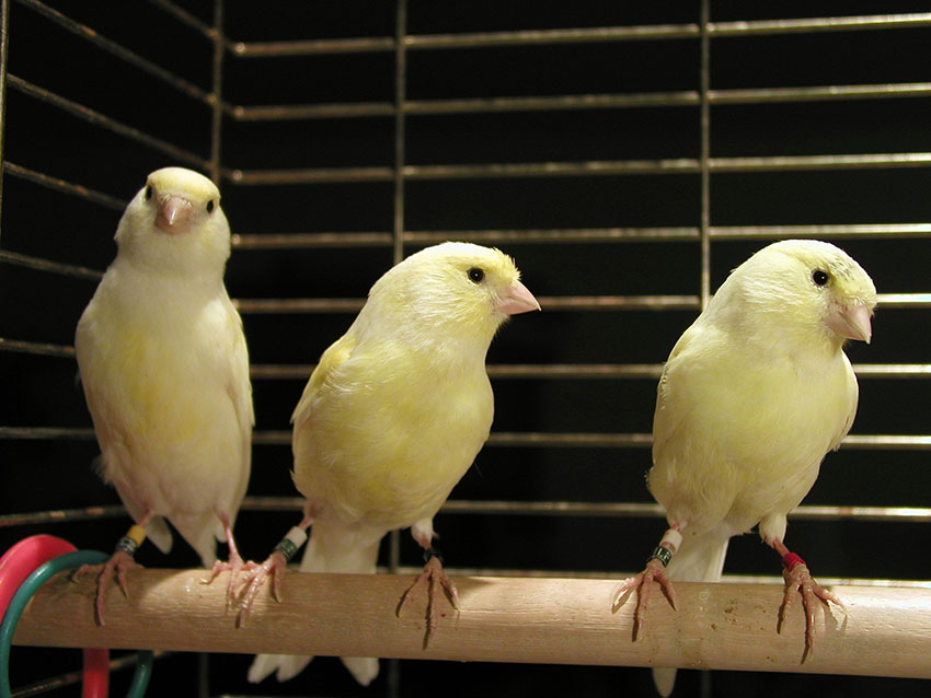 Aanklager varkensvlees Kabelbaan Nieuwe vogels in de kooi introduceren | Vinken als huisdier