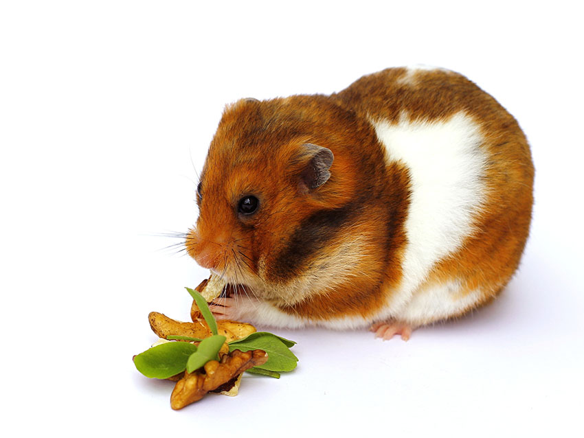 Veelvoorkomende hamsterziekten | Hamsterziektes | Hamsters | Gids Veelvoorkomende Hamsterziekten | Hamsterziektes | Hamsters | Gids