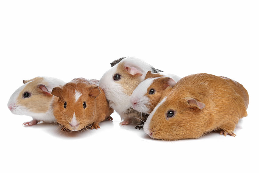 a group of healthy guinea pigs