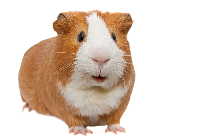 a guinea pig with short hair