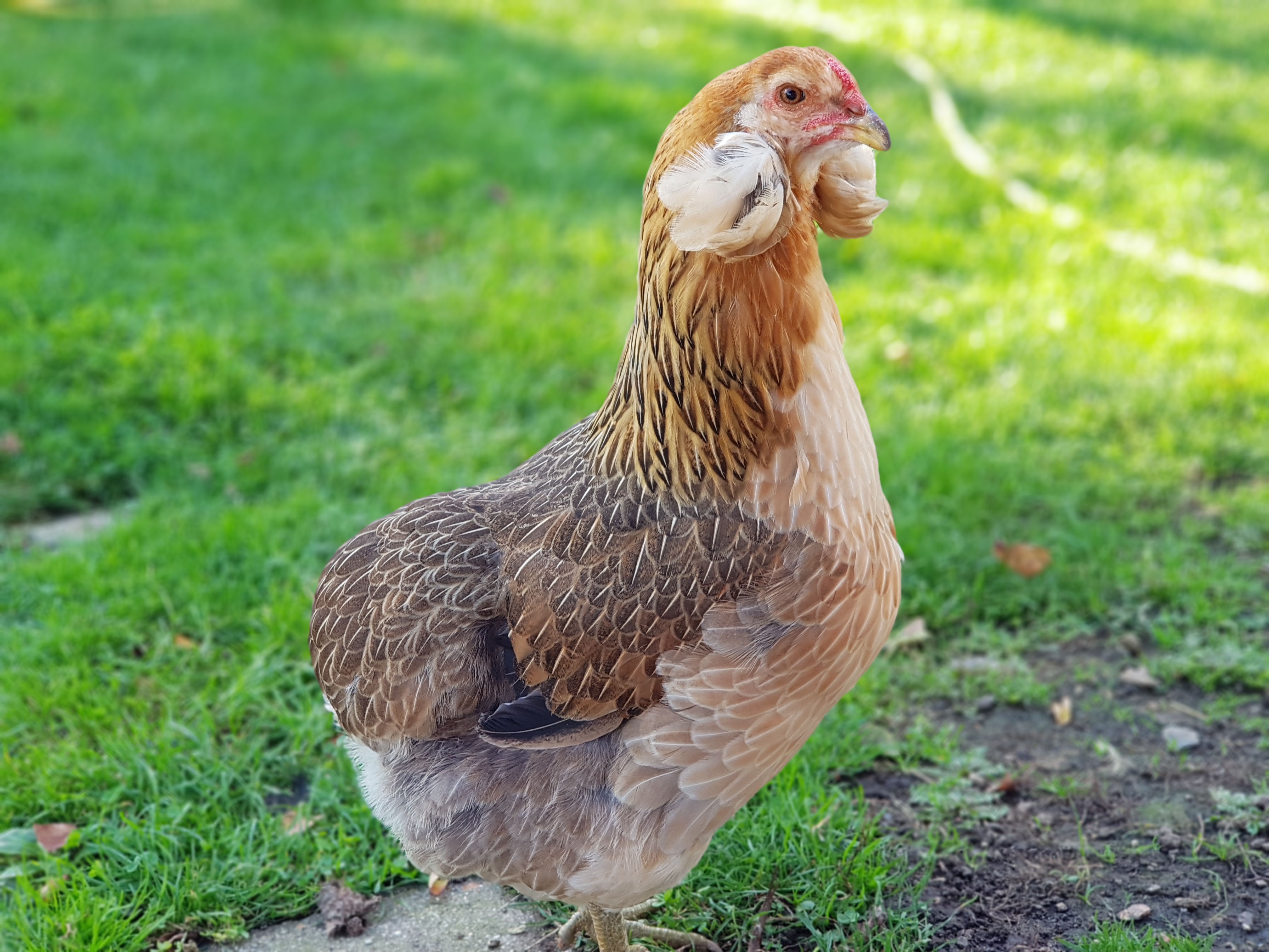 araucana-poules-araucana-saumon-dore-eleveur--louis-verriez-29494a01_1993e535.jpg