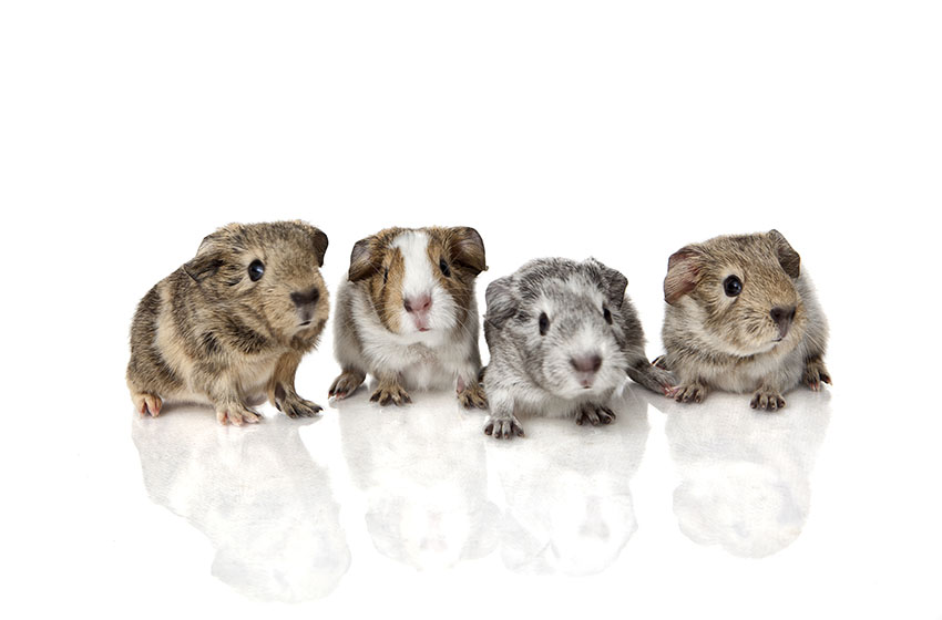 baby guinea pigs