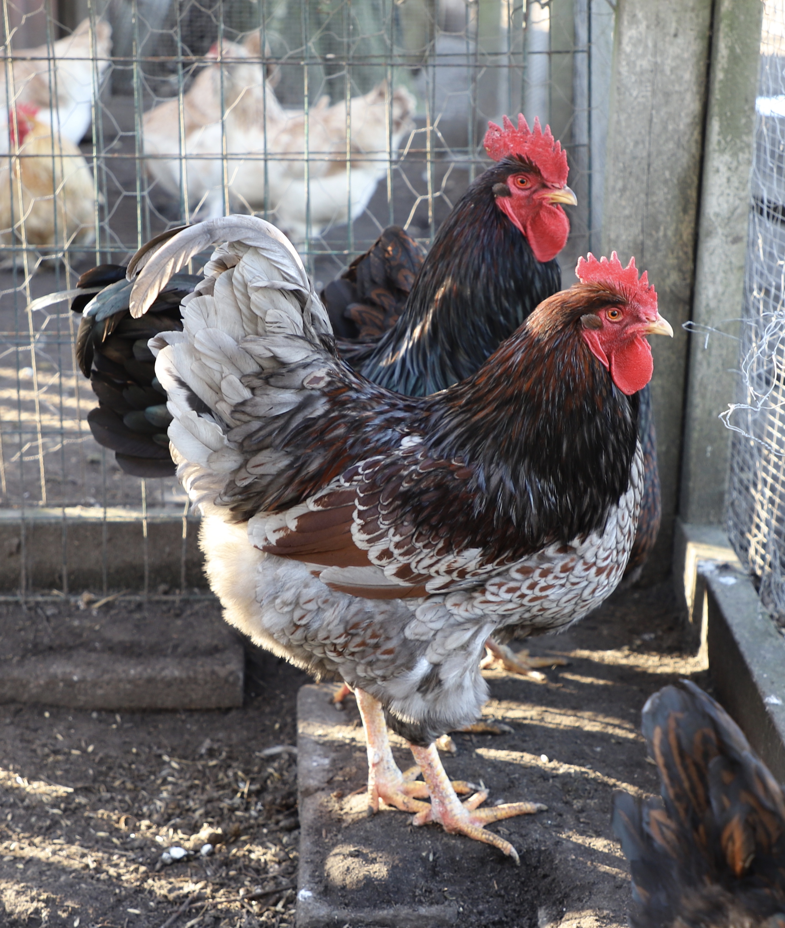 Barnevelder Te Koop Kippen Rasinformatie Omlet