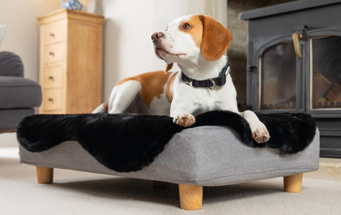 beagle in de traagschuim topology hondenmand met zachte zwarte schapenvacht topper en houten pootjes
