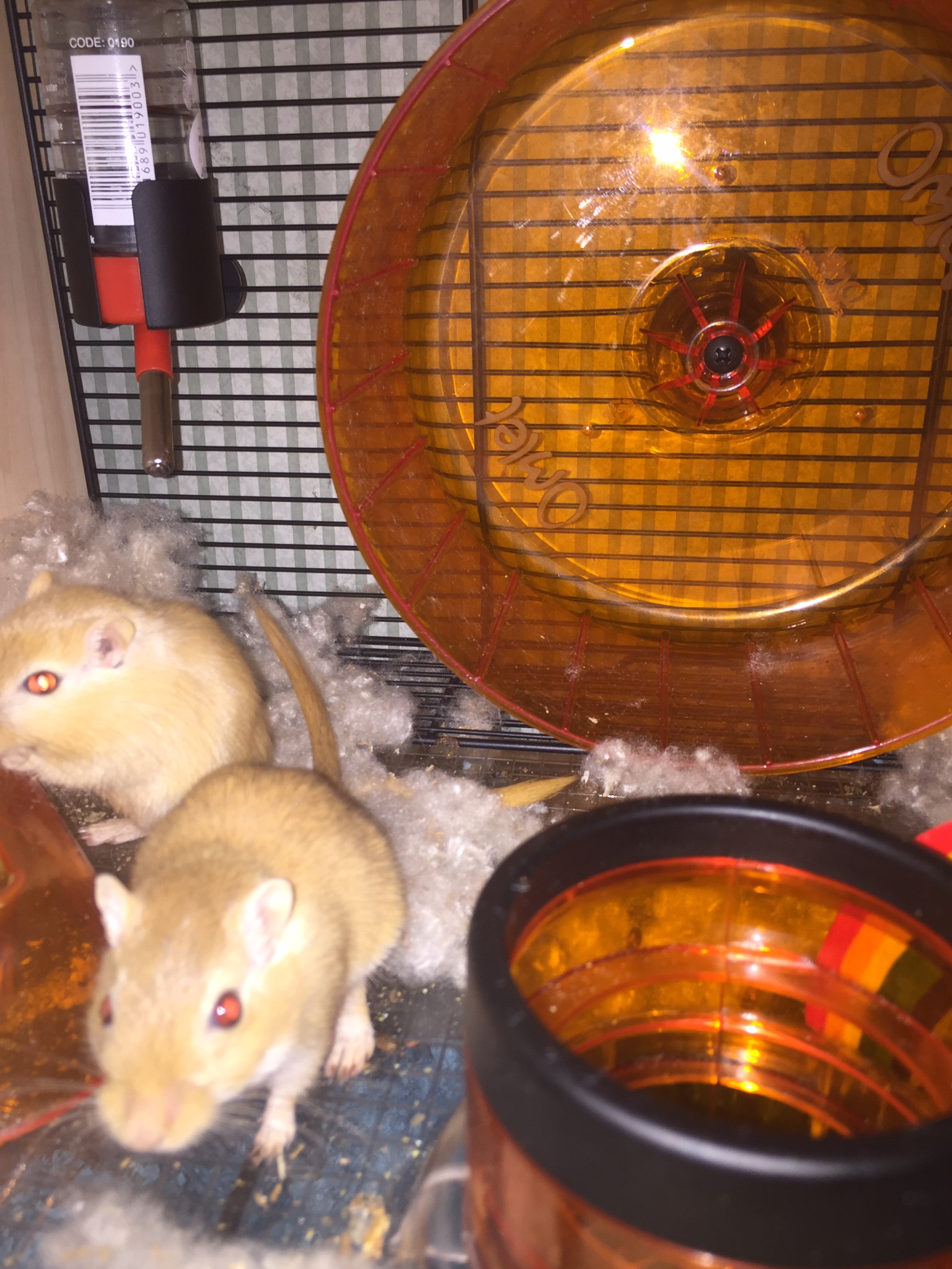 Qute kooi voor hamsters en gerbils Qute kooi voor hamsters en gerbils