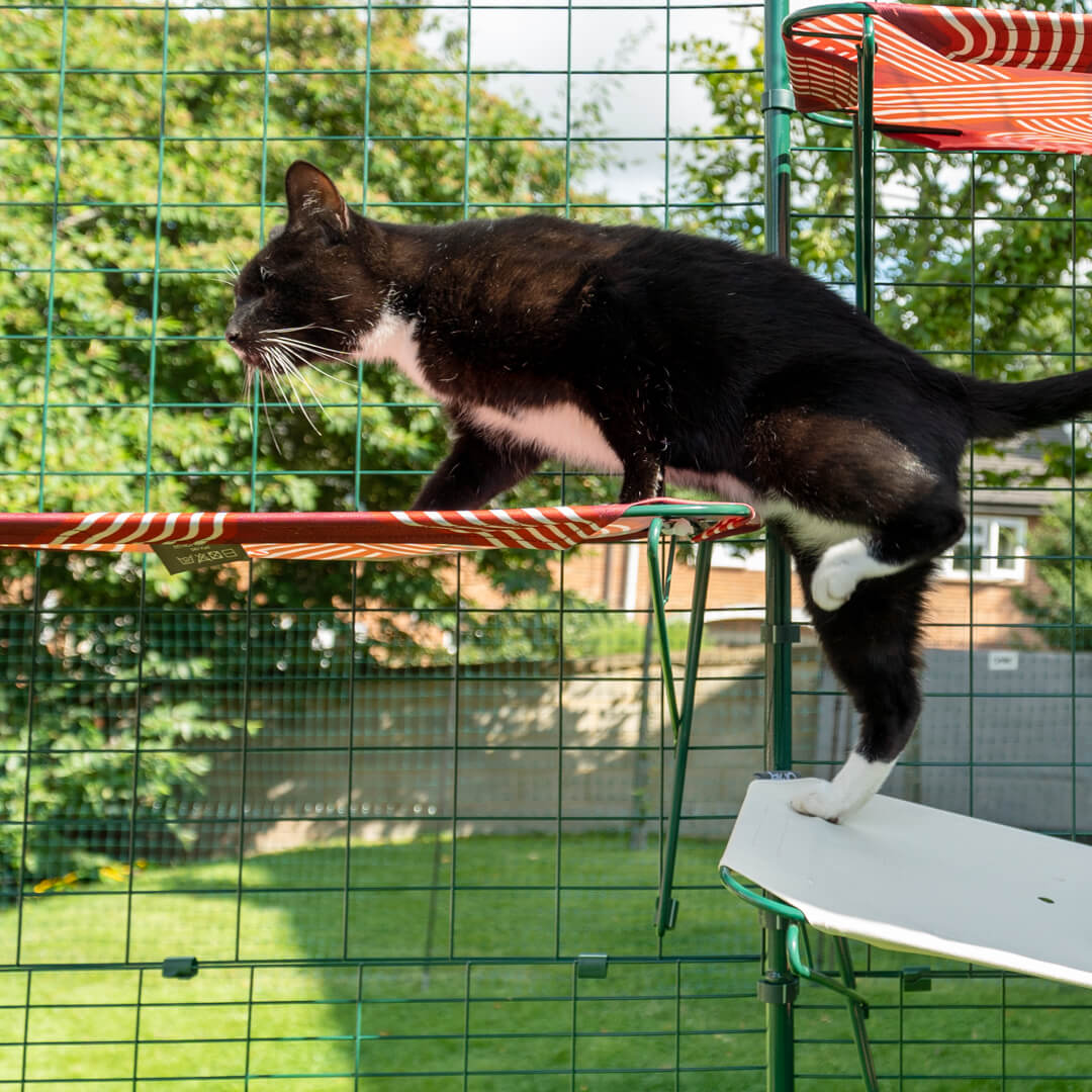 Black cat climbing up fabric cat shelves on an outdoor cat run