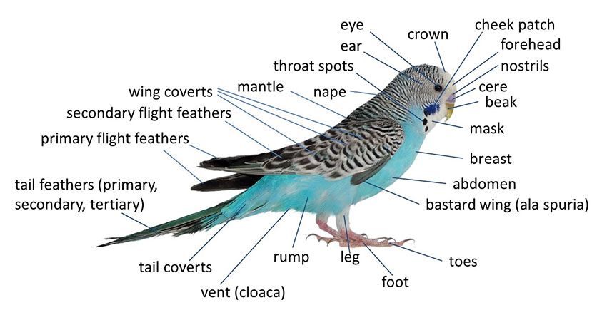 Budgie anatomy