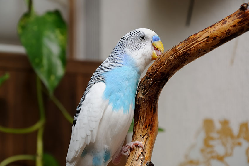 budgie chewing perch