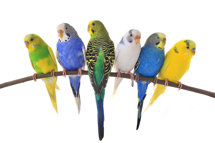 budgie colour varieties