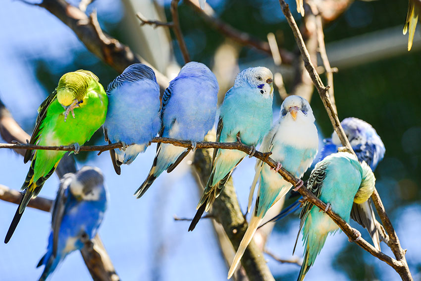 budgie_colours