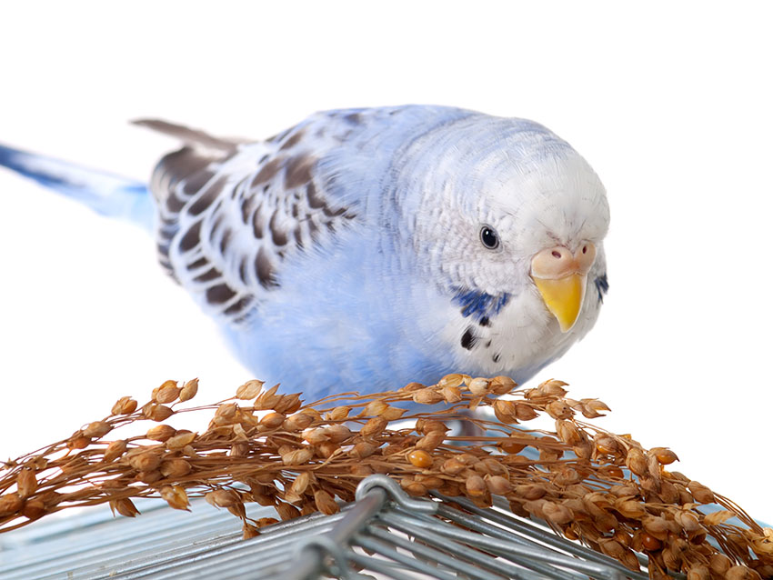 budgie eating on cage