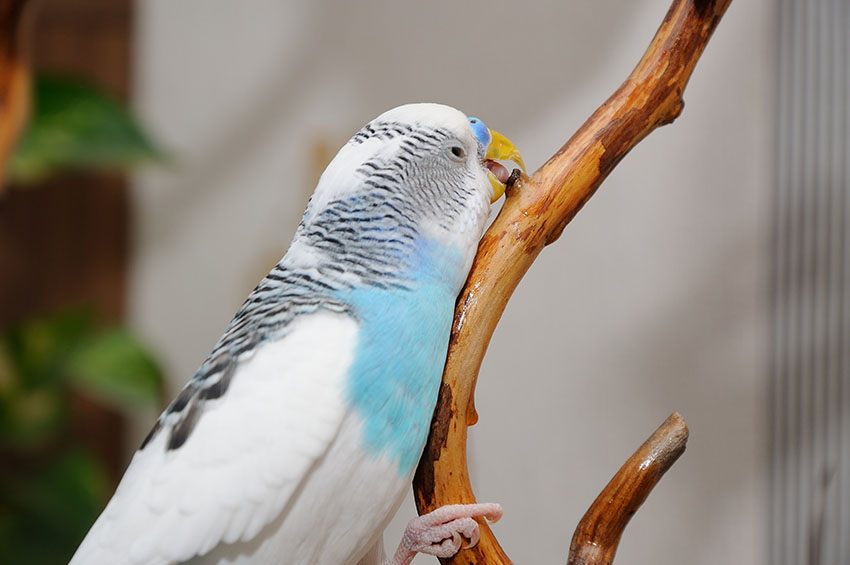 A budgie eating wood