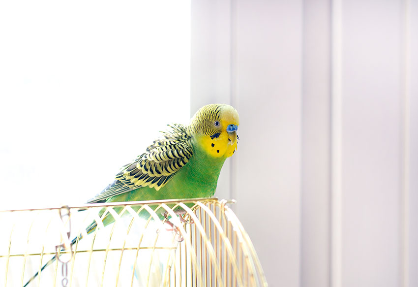 budgie singing on cage