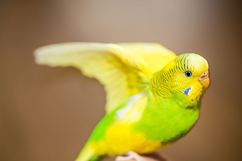 budgie wing stretching