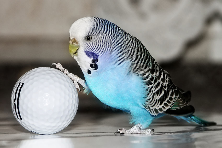 budgie with a golf ball