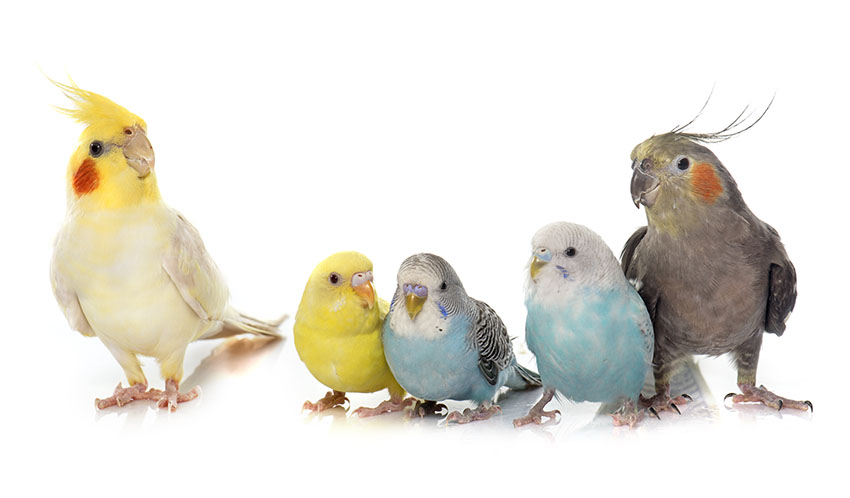 Budgies and cockatiels