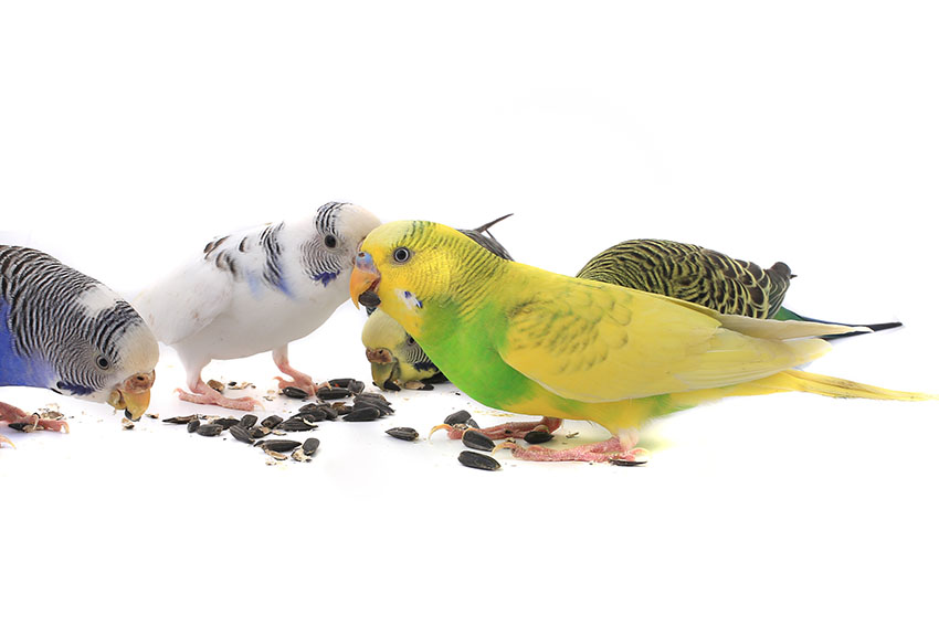 budgies_feeding_together